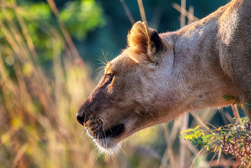 Female lion